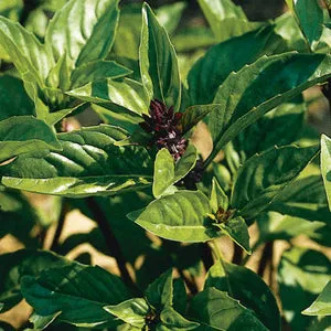 Basil, Cinnamon Spice