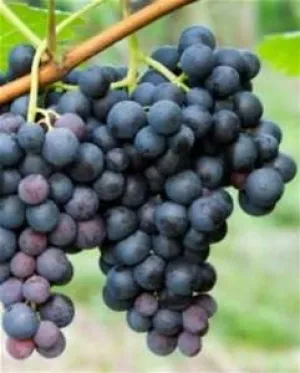 Concord Grapes (Seedless)