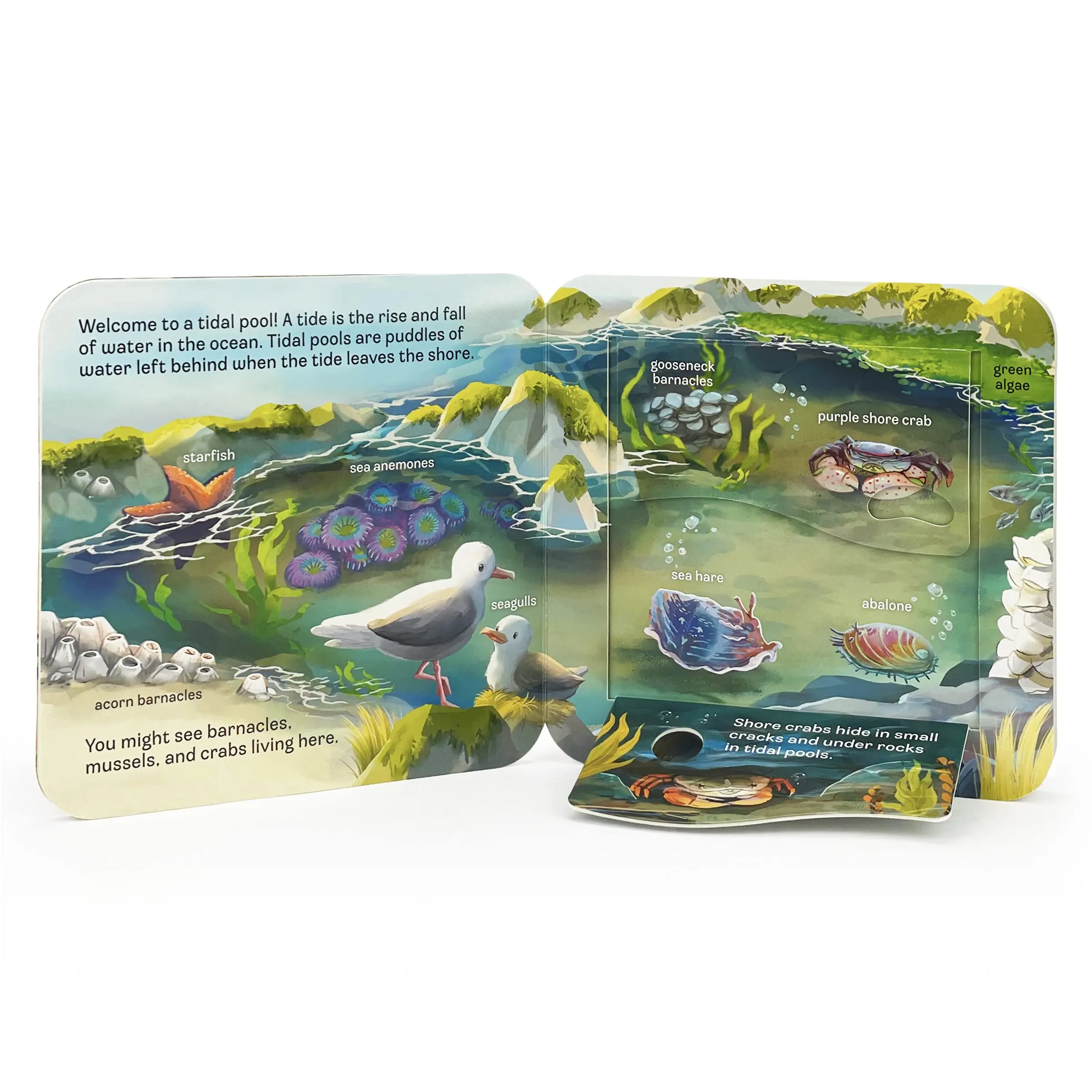 Cottage Door Press: Peek-a-Flap Ocean Board Book