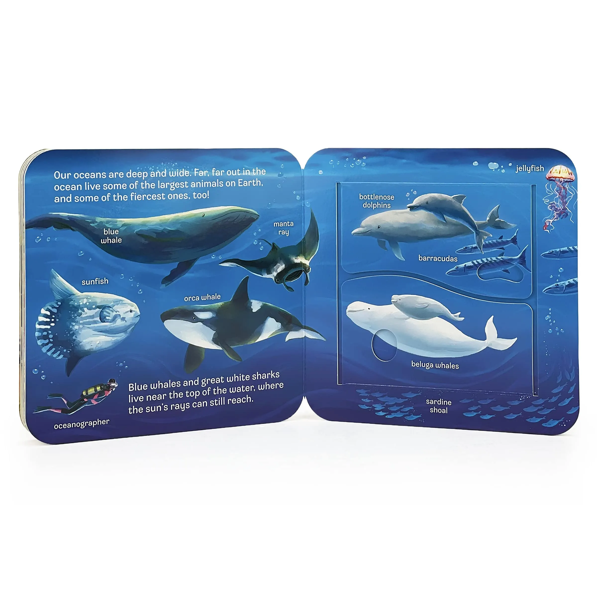 Cottage Door Press: Peek-a-Flap Ocean Board Book