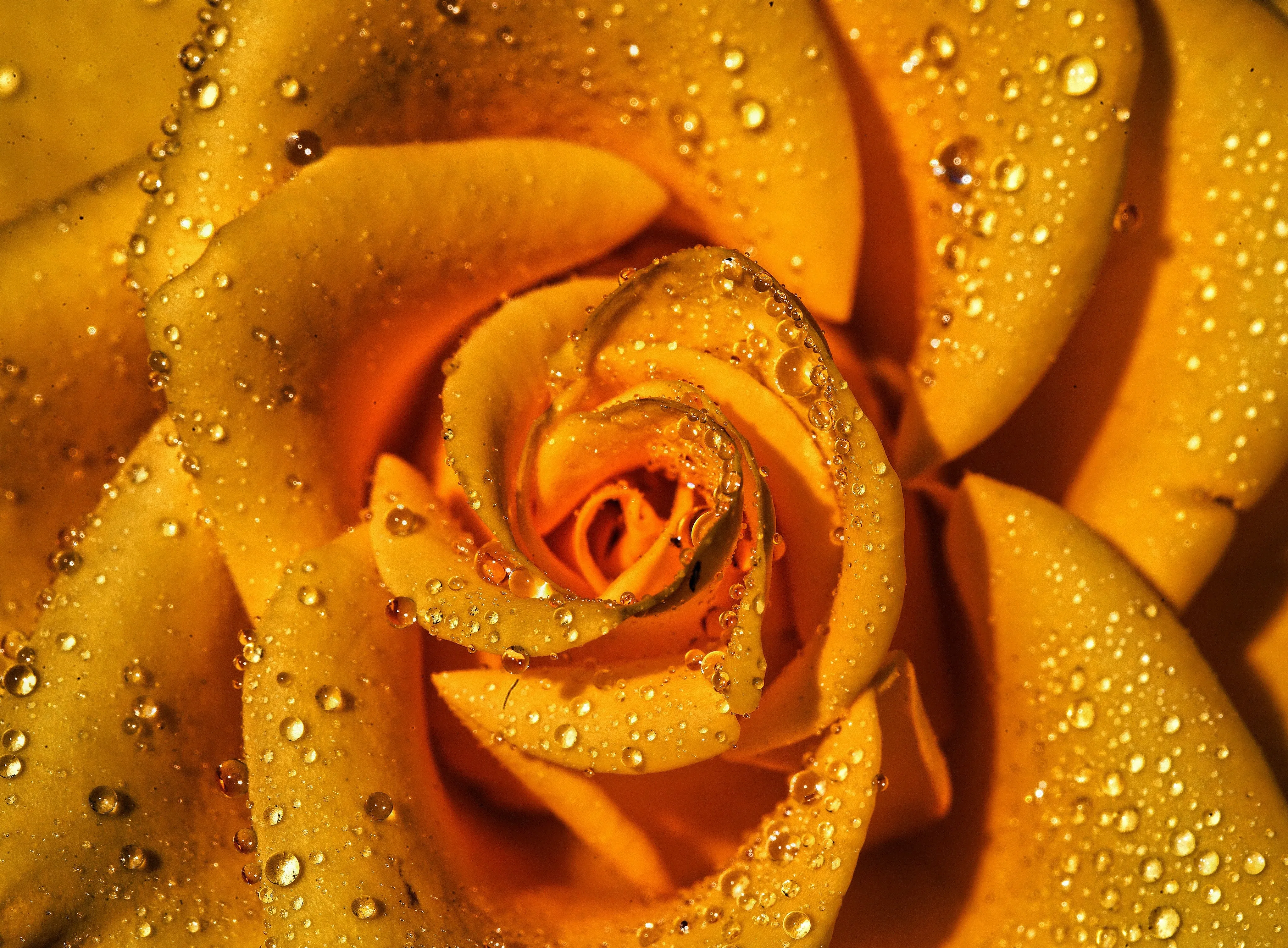 Golden Rose 100% Pure Soy Double Wick Candle