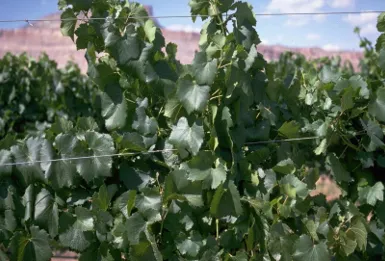 La Crescent Wine Grape