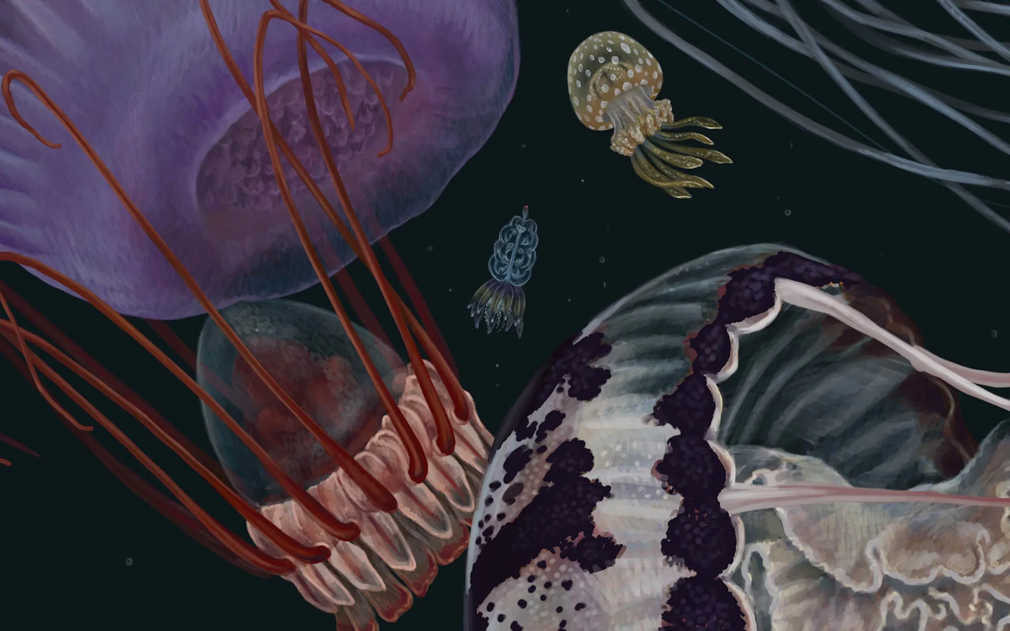 Medusozoa
