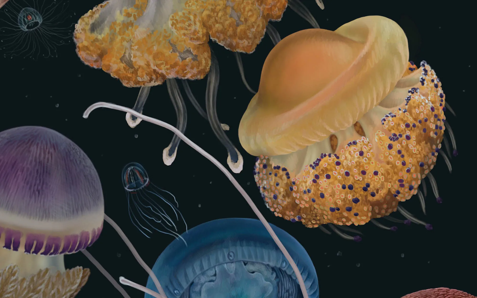 Medusozoa
