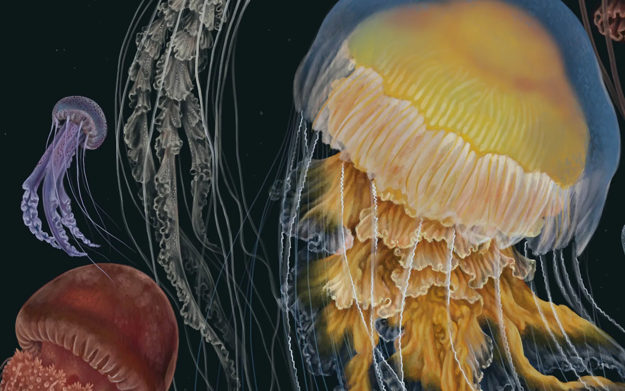 Medusozoa