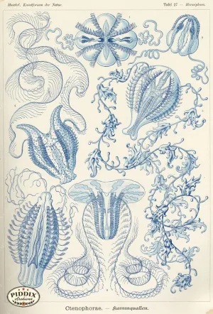 PDXC3207 -- Underwater Creatures